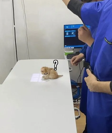 Котёнок ничего не понимает