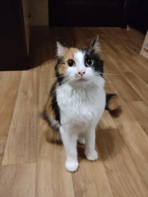 Удивлённая трёхцветная кошка