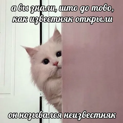 Кот и неизвестняк