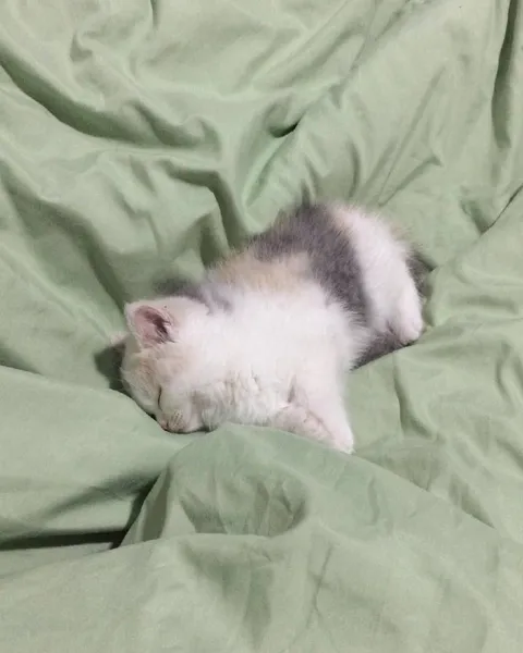 Котёнок спит в одеяле