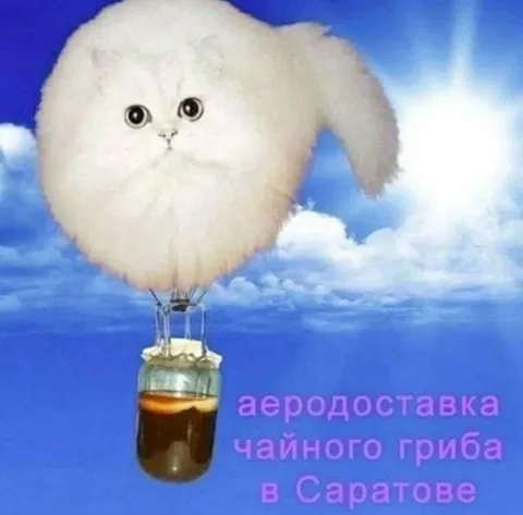 Аэродоставка чайного гриба в Саратове