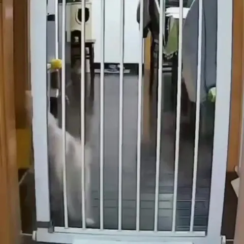 Кот пытается пройти через ворота