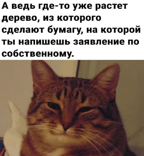 Дерево для заявления по собственному