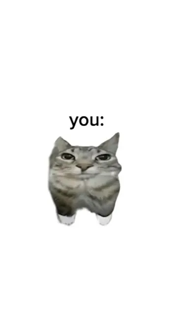 Me You Us Watermelon Cat