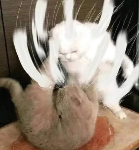 Белый кот избивает коричневого