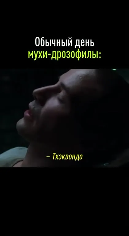 Обычный день мухи-дрозофилы