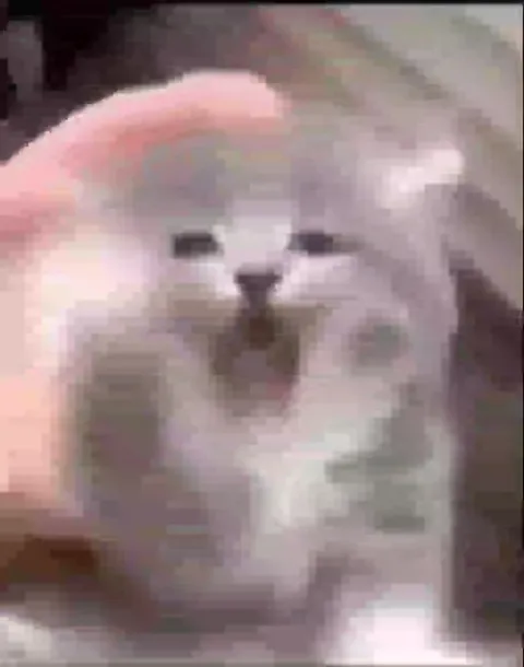 Кот и Мао Цзэдун