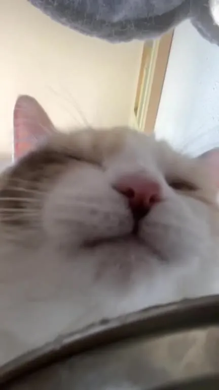 Кот высовывает язык