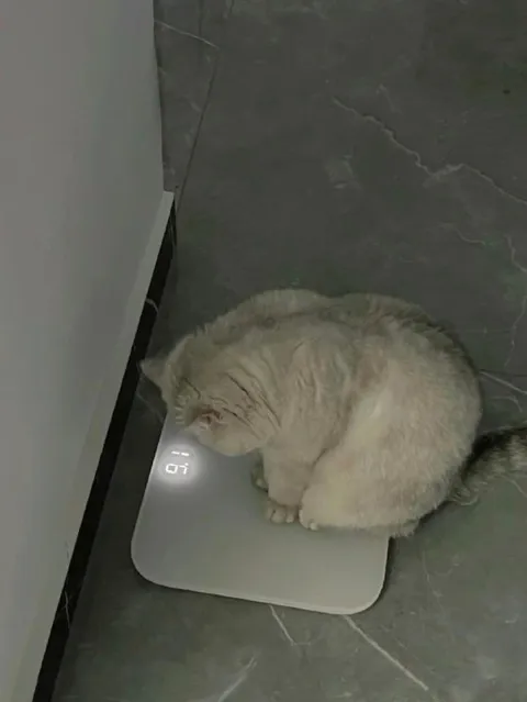 Кот уснул на весах