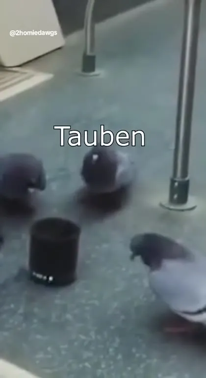 Tauben machen tum tum