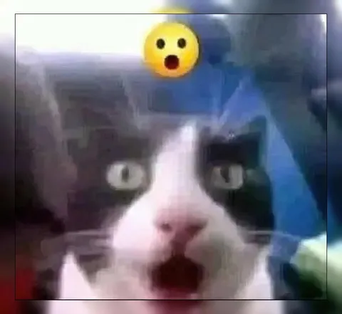 Ошарашенный кот