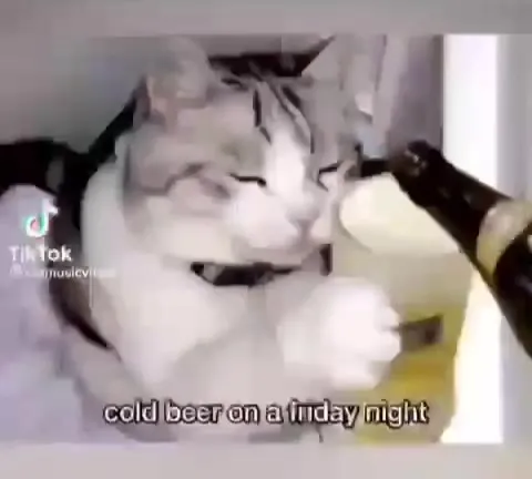 Cats Living the Good Life