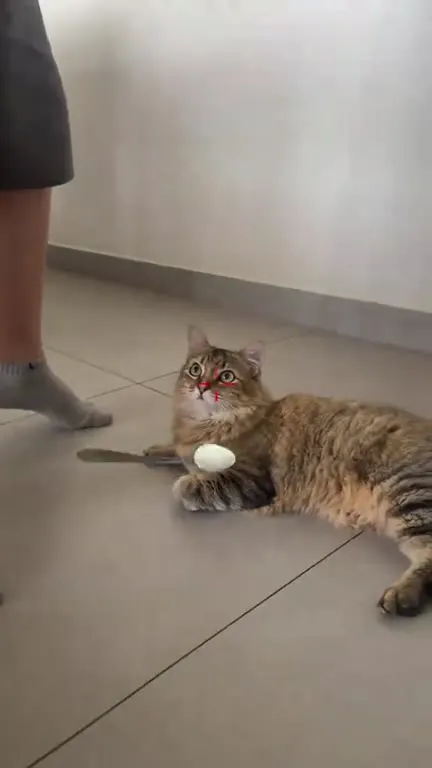 Кот пробует ложку с едой