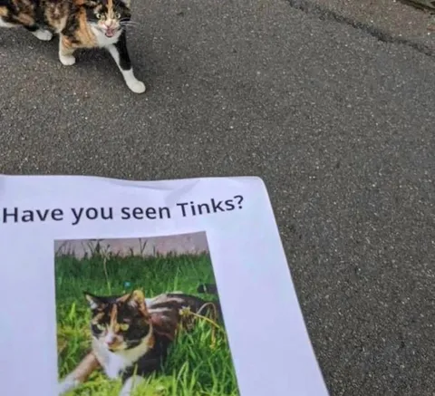 Have You Seen Tinks?