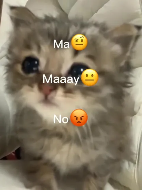 Kitten Says No