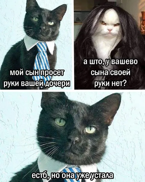Кот сватает сына
