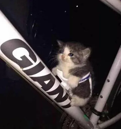 Котёнок, цепляющийся за велосипед