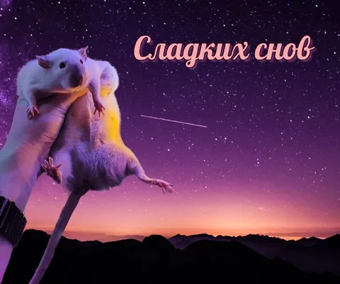 Сладких снов с крысами