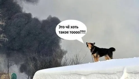 Собака не понимает, что происходит