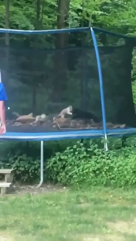 Коты устроили мошпит на батуте