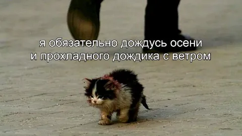 Котёнок ждёт осень