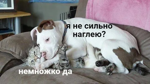 Я не сильно наглею?