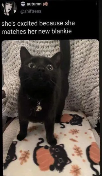 Cat Matches Her New Blankie