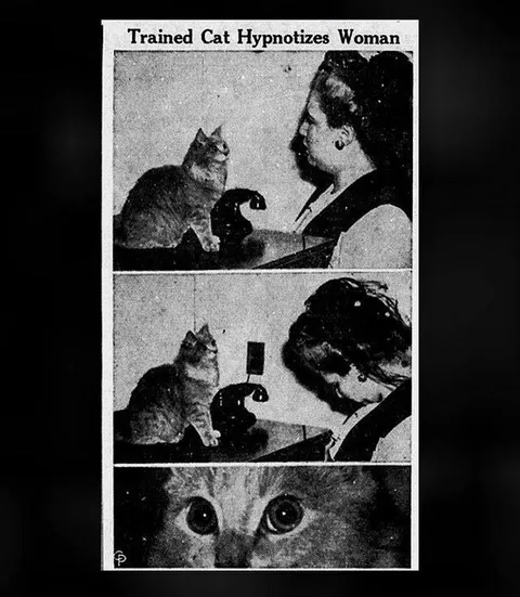 Trained Cat Hypnotizes Woman