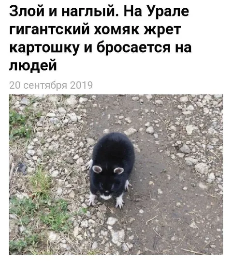 Злой наглый хомяк с картошкой