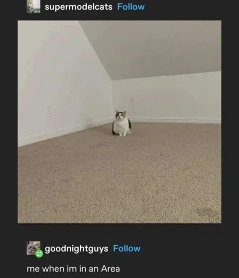 Cat in an Area