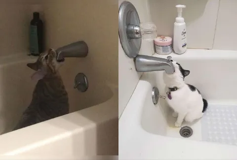 Коты проверяют воду