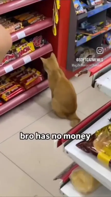 Cat Has No Money for Snacks