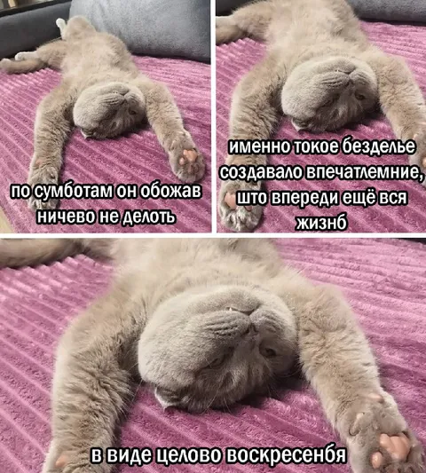 Кот наслаждается бездельем