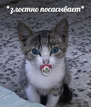 Злостно посасывающий котёнок
