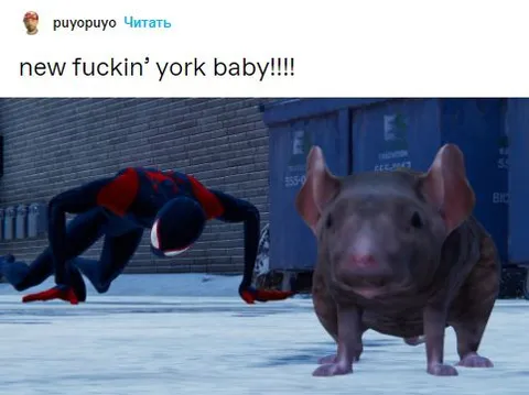 New York Baby