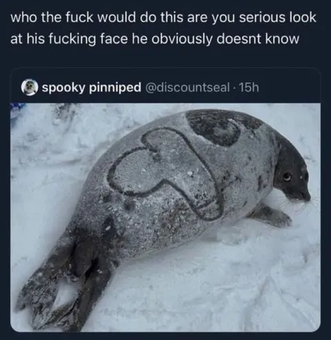 Who Would Do This to a Seal
