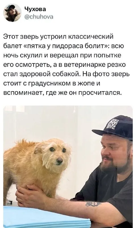 Зверь у ветеринара стал собакой