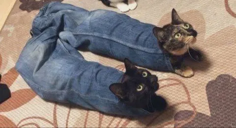Коты в джинсовых штанах