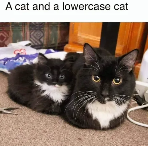 A Cat and a Lowercase Cat