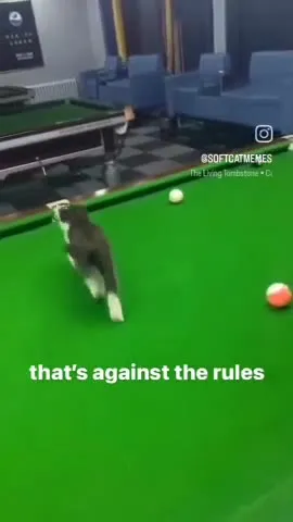 Cat Breaks the Pool Rules