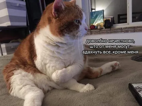 Кот, которого забыли убить