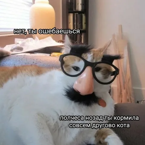 Кот обвиняет хозяйку в измене
