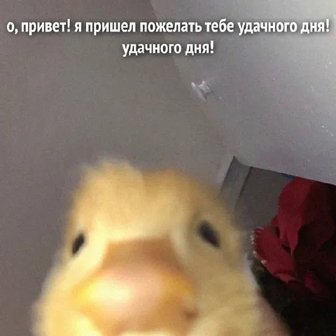 Утка желает удачного дня