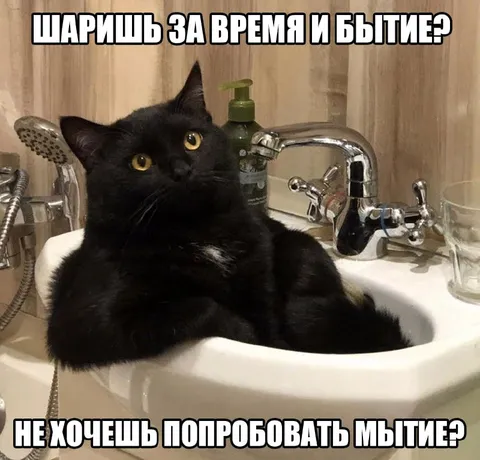 Кот в раковине про бытие