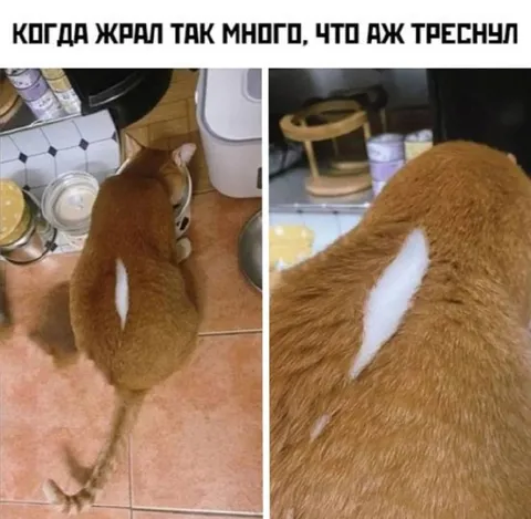 Кот так долго ждал