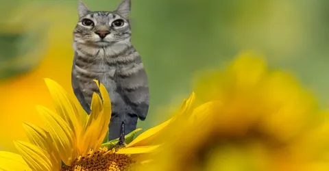 Кот на подсолнухе