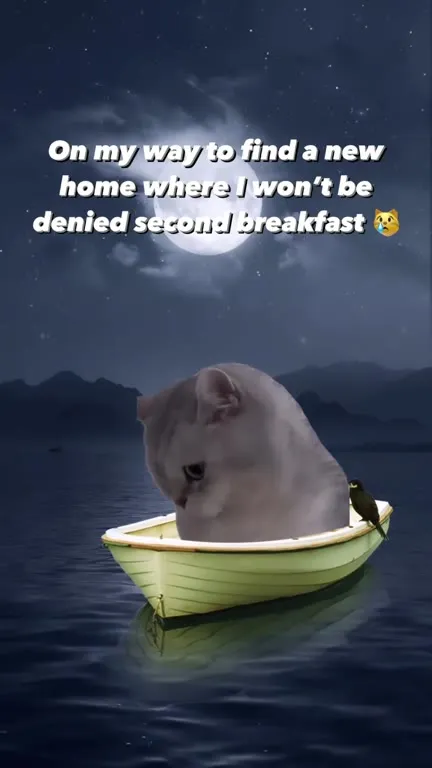 Cat Sailing to a New Home