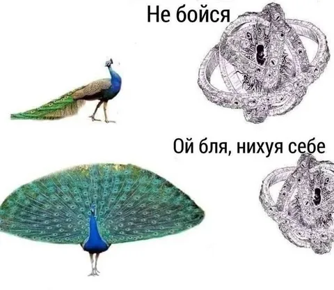Павлин раскрыл хвост