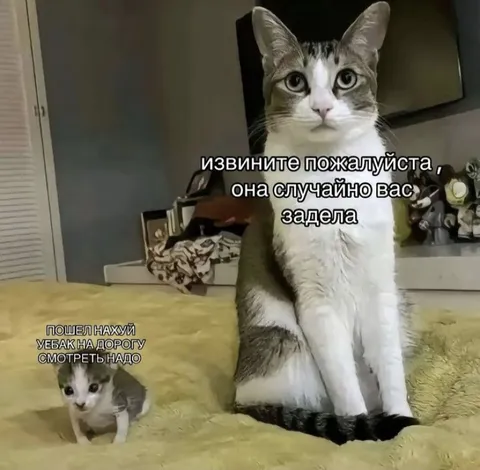 Кот извиняется за котёнка