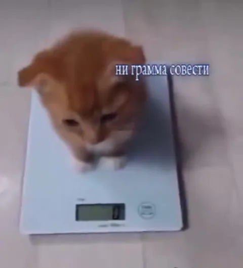 Кот без грамма совести